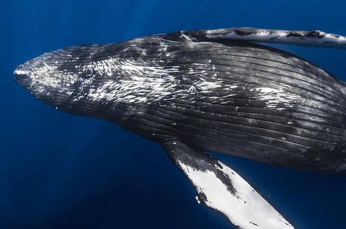 Whale Watching in Kona Hawaii - Who Will Love This Tour?