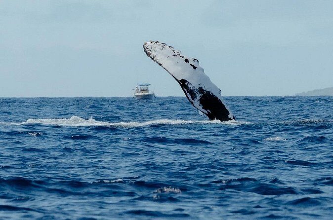 Whale Watching in Kona Hawaii - The Sum Up: Who Should Consider This Tour?