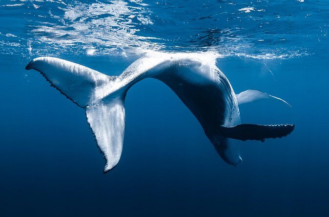 Whale Watching in Kona Hawaii - FAQ