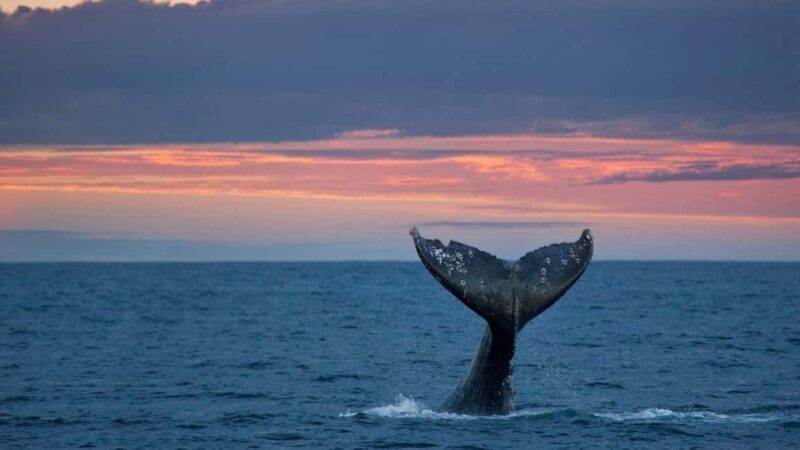 Whale Watching in La Paz Gray Whale Encounter - Whale Watching in La Paz: Gray Whale Encounter – A Deep Dive into Baja’s Marine Marvels