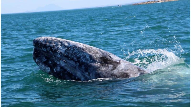 Whale Watching in La Paz Gray Whale Encounter - Key Points