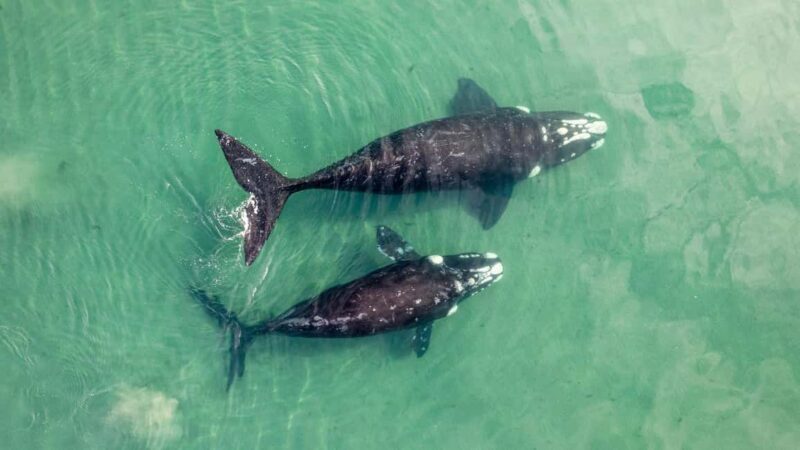 Whale Watching in La Paz Gray Whale Encounter - Experience Breakdown: From Hotel to Harbor and Back