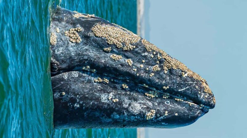 Whale Watching in La Paz Gray Whale Encounter - The Details That Matter: What’s Included and What’s Not