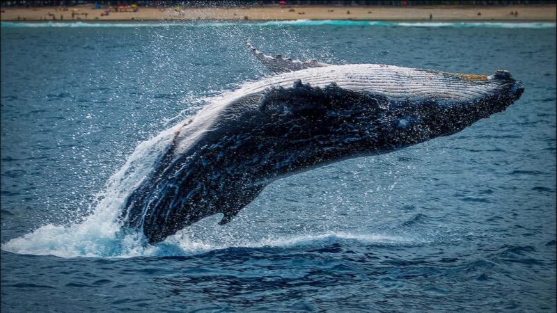 Whale Watching in La Paz Gray Whale Encounter - Who Will Love This Tour?