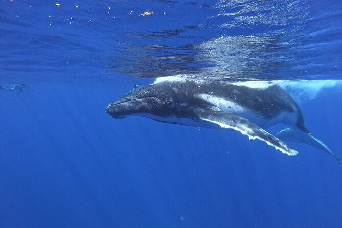 Whale watching in Moorea - Why Choose This Whale Watching Tour?