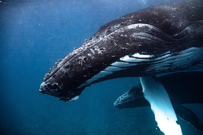 Whale watching in Moorea - Analyzing the Value