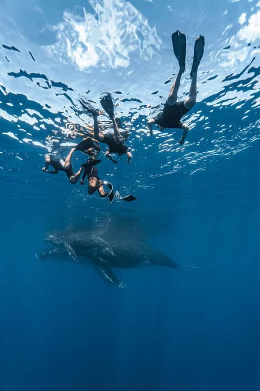 Whale Watching in Moorea Half-Day Private Tour - Key Points