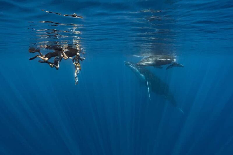 Whale Watching in Moorea Half-Day Private Tour - Analyzing the Experience: What Travelers Can Expect