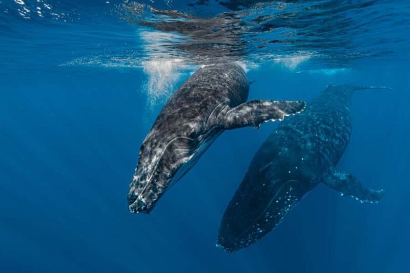 Whale Watching in Moorea Half-Day Private Tour - Who Will Love This Tour?