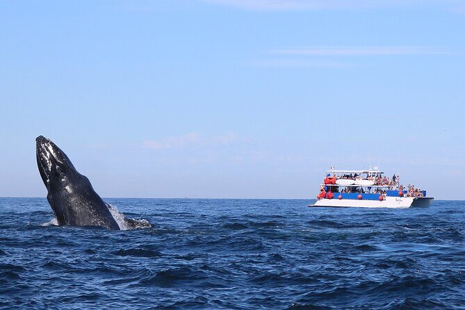 Whale Watching in Puerto Vallarta - The Wildlife Encounter