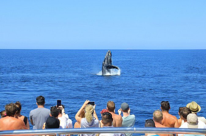 Whale Watching in Puerto Vallarta - Practical Tips for Travelers