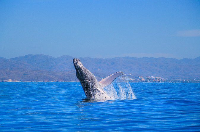 Whale Watching in Puerto Vallarta - Final Thoughts