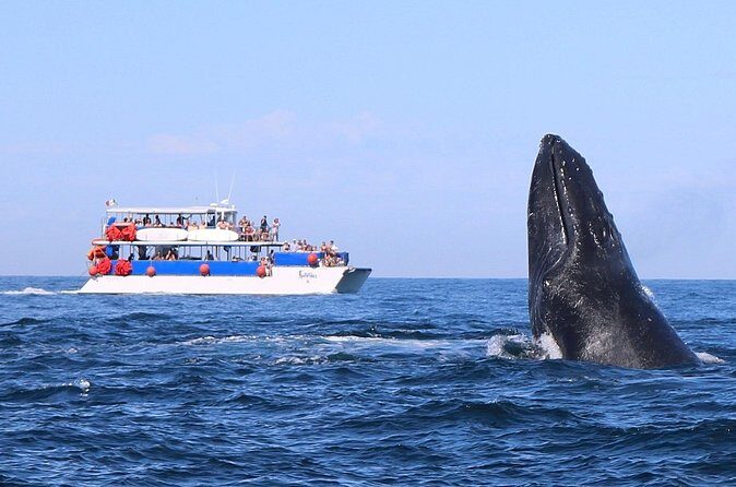 Whale Watching in Puerto Vallarta - FAQ