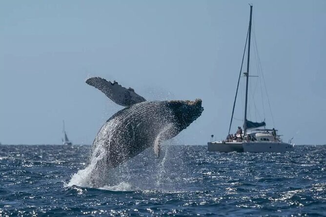 Whale Watching in Samaná Bay + Bacardi Island Beach- Full DayTrip - Key Points