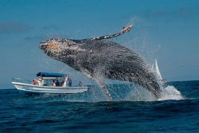 Whale Watching in Samaná Bay + Bacardi Island Beach- Full DayTrip - An In-Depth Look at the Tour Experience