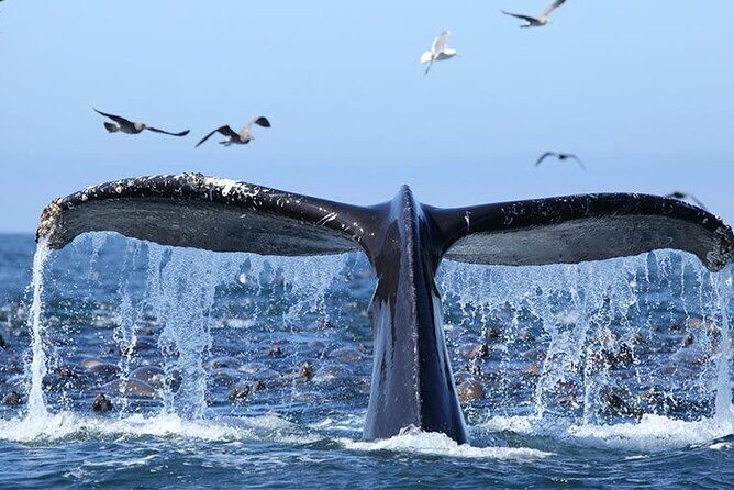 Whale Watching in Samaná Bay + Bacardi Island Beach- Full DayTrip - Final Thoughts: Is This Tour Worth It?