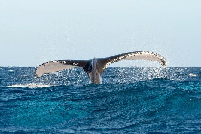 Whale Watching in Samaná Bay + Bacardi Island Beach- Full DayTrip - Frequently Asked Questions
