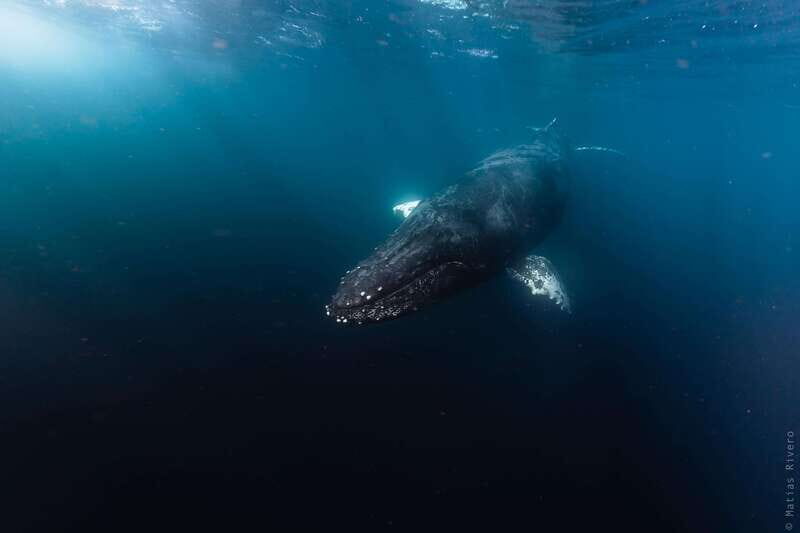 Whale Watching in San Jose del Cabo - Key Points