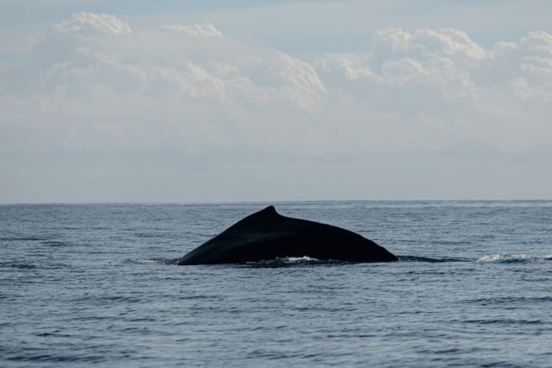 Whale Watching in San Jose del Cabo - An In-Depth Look at Whale Watching in San Jose del Cabo