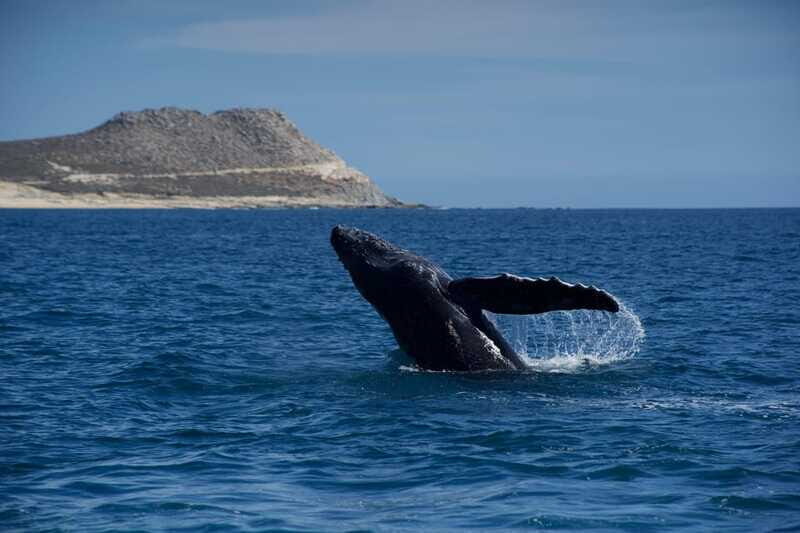 Whale Watching in San Jose del Cabo - The Experience: From the Deck to the Deep Blue