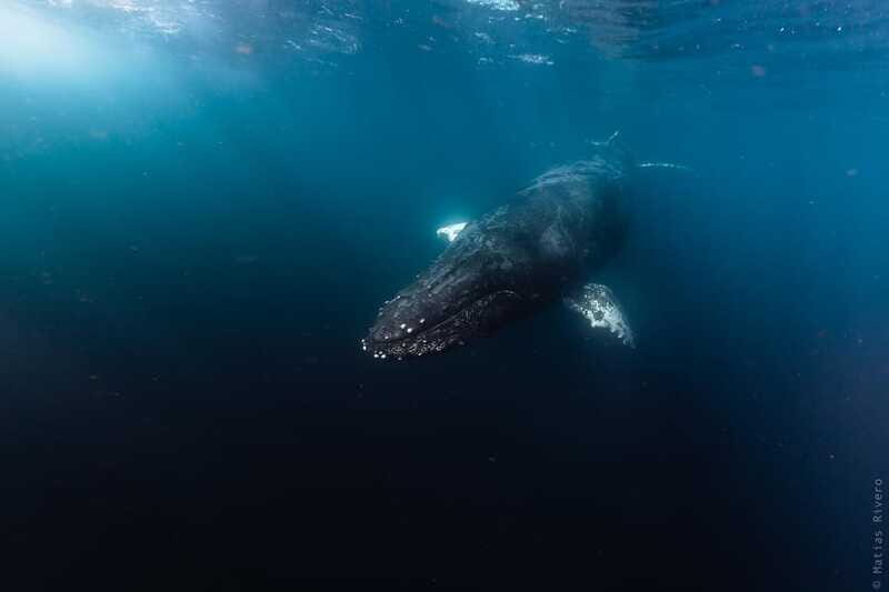 Whale Watching in San Jose del Cabo - Analyzing the Value