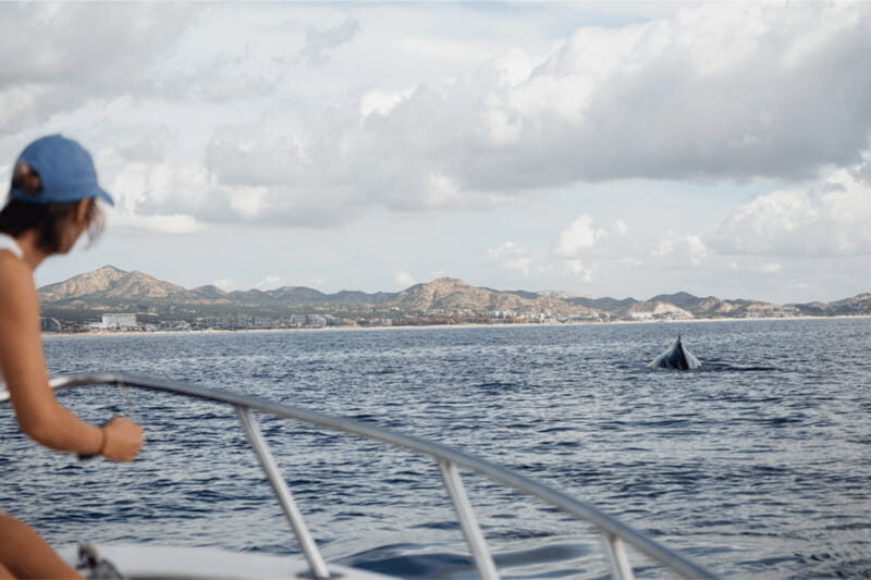 Whale Watching in San Jose del Cabo - Final Thoughts: Who Will Love This Tour?