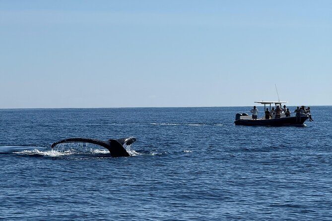 Whale Watching in San Jose del Cabo - An In-Depth Look at the Whale Watching Experience