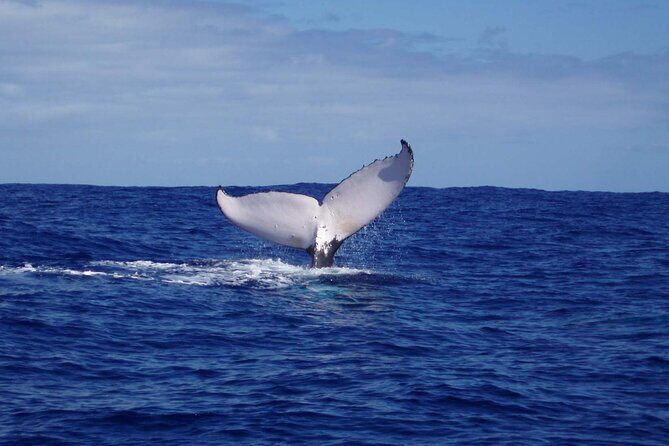 Whale watching in the calm of the peninsula with Ttahi tours - Exploring the Experience: What to Expect from Start to Finish
