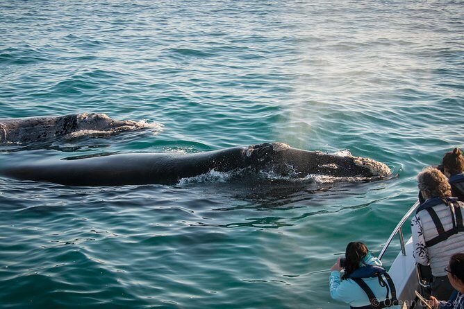 Whale Watching Knysna - Close Encounter Experience Ocean Odyssey - What to Expect on Your Whale Watching Adventure