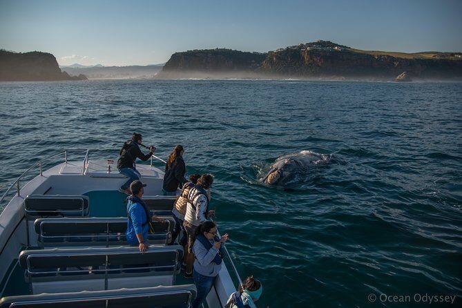Whale Watching Knysna - Close Encounter Experience Ocean Odyssey - Practical Tips for Your Whale Watching Trip