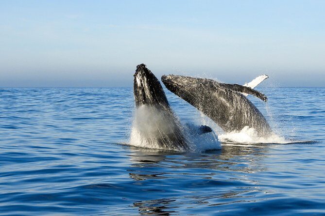 Whale Watching Knysna - Close Encounter Experience Ocean Odyssey - Final Thoughts: Is This Tour Worth It?
