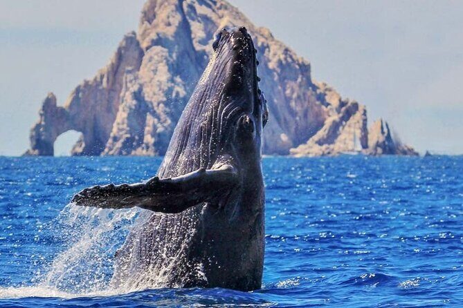 Whale Watching, Kraken Chase and Cabo Arch - Key Points