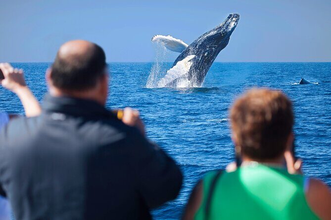 Whale Watching, Kraken Chase and Cabo Arch - What the Tour Includes and How It Unfolds