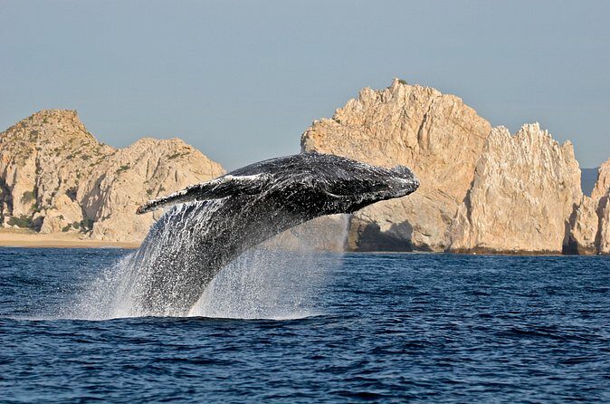 Whale Watching, Kraken Chase and Cabo Arch - What Travelers Say
