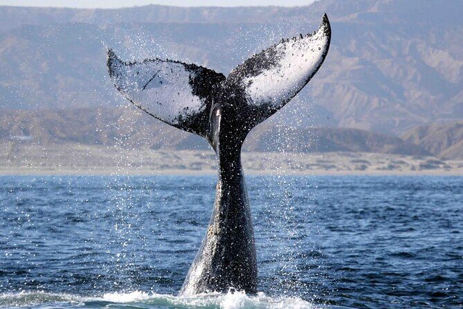 Whale Watching, Kraken Chase and Cabo Arch - Who Should Consider This Tour?