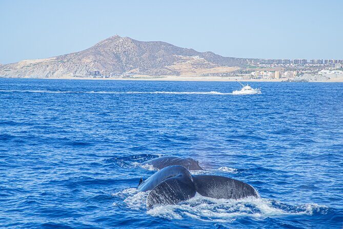 Whale Watching, Kraken Chase and Cabo Arch - Frequently Asked Questions