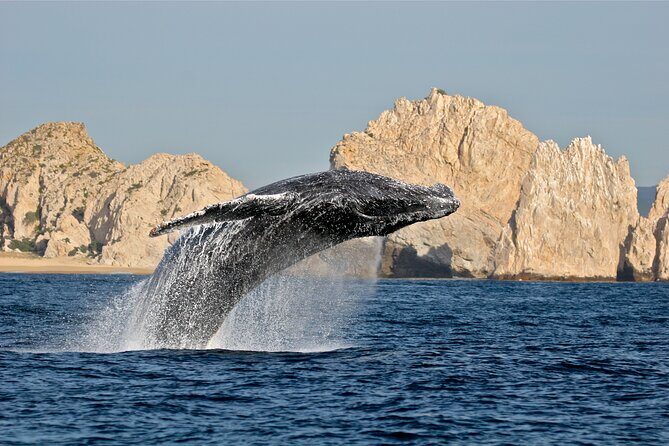 Whale Watching, Kraken Chase and Cabo Arch - Final Thoughts
