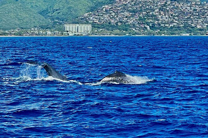 Whale Watching & Late Breakfast Cruise in Honolulu - The Value Proposition: Is It Worth It?