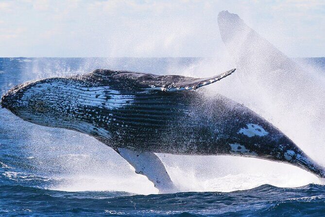 Whale Watching & Late Breakfast Cruise in Honolulu - Who Should Consider This Tour?