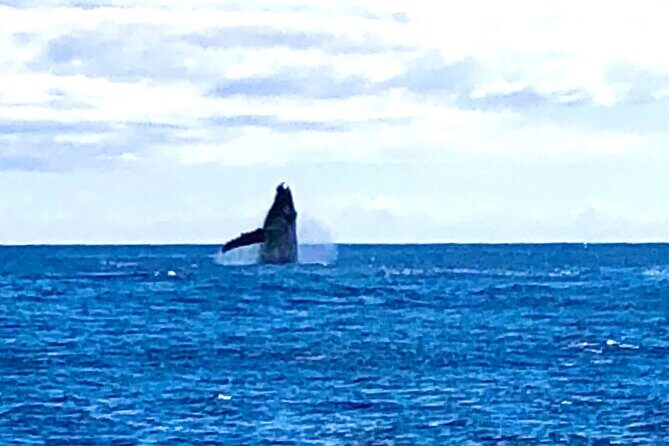 Whale Watching & Late Breakfast Cruise in Honolulu - The Itinerary in Detail
