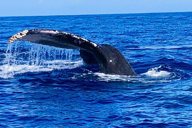 Whale Watching & Late Breakfast Cruise in Honolulu - Common Praise and Criticism from Reviews