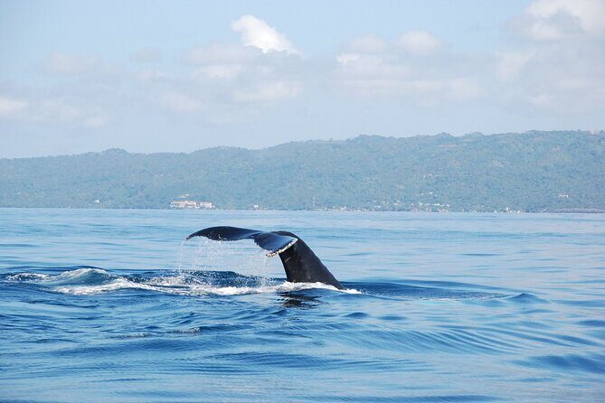 Whale Watching & Limón Waterfall Day Trip - Starting Off: Convenient Pickup and Early Departure