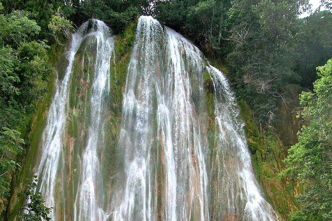 Whale Watching & Limón Waterfall Day Trip - Reviews and Feedback