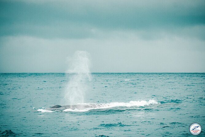 Whale Watching Mirissa in Sri Lanka with Pickup and Breakfast - What Travelers Are Saying