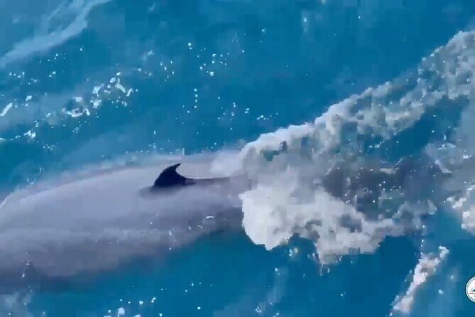 Whale Watching Mirissa in Sri Lanka with Pickup and Breakfast - Who Should Book This Tour?
