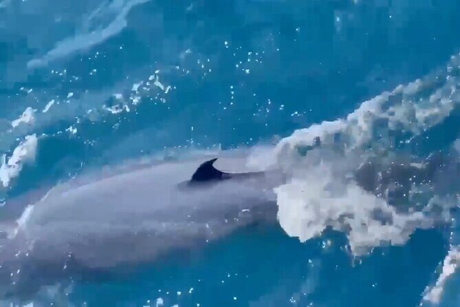 Whale Watching Mirissa in Sri Lanka with Pickup and Breakfast - Frequently Asked Questions