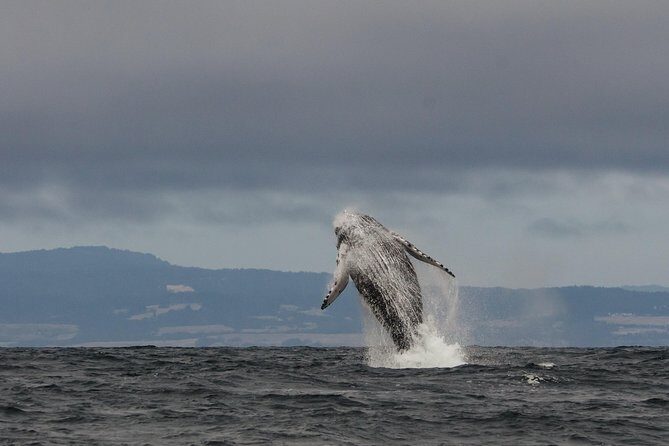 Whale Watching Monterey Bay semi-private limited to 6 people max - Key Points