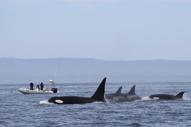 Whale Watching Monterey Bay semi-private limited to 6 people max - An In-Depth Look at the Tour Experience