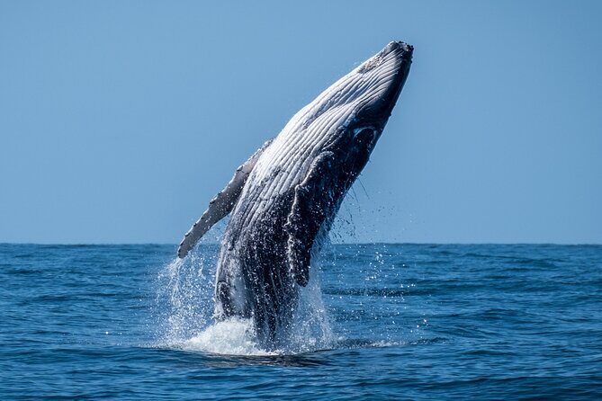Whale Watching Moorea (non-swimming) - An In-Depth Look at the Experience