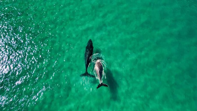 Whale Watching Ocean Kayak + Great Beach Drive Adventure - Key Points